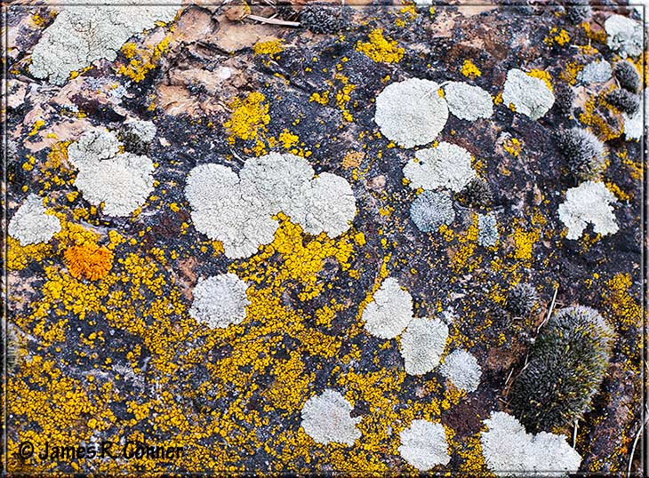 backyard_lichens