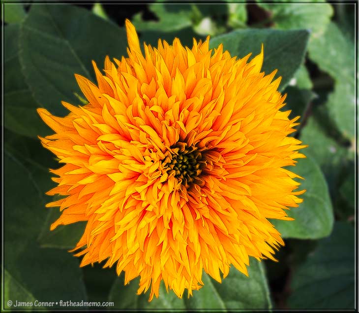 sunflower_fall_two