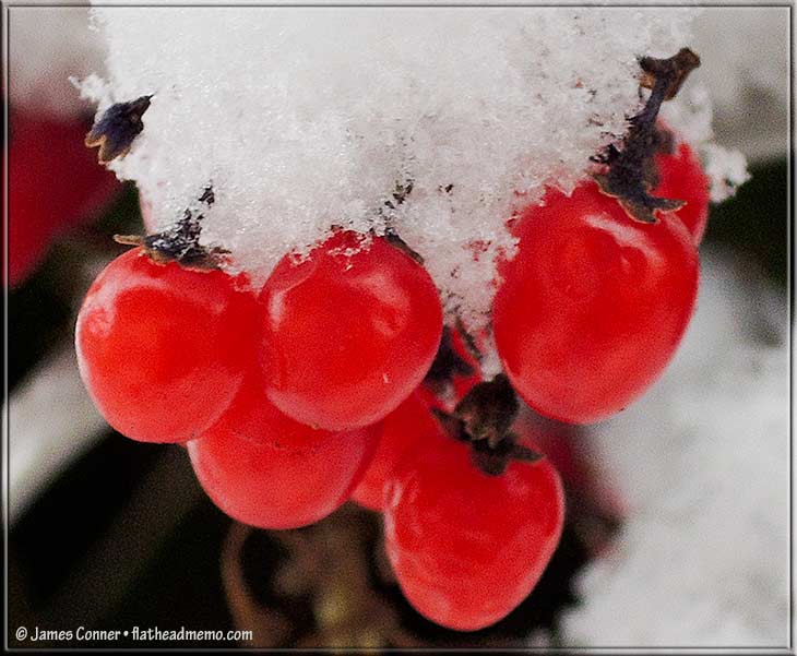 snow_berries